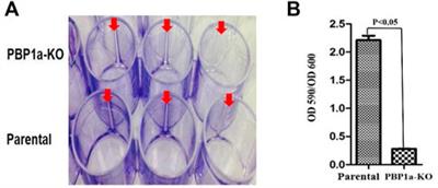 Combating multidrug-resistant Helicobacter pylori with moenomycin A in combination with clarithromycin or metronidazole